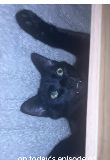 Exploring the Life of Black Cats