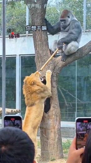 Lion: You Have No Shame