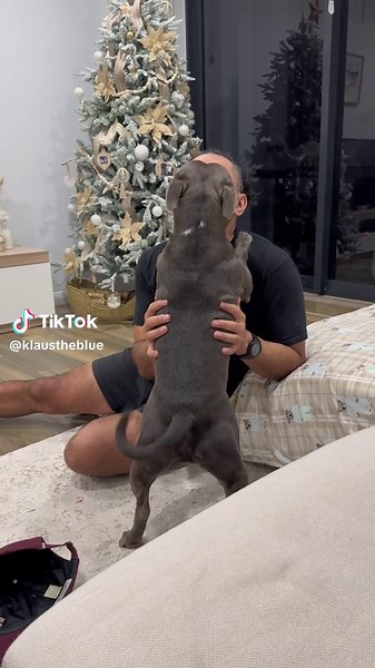 Just a man and his dog ❤️#staffy #dog