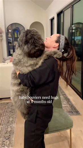 My 4 month old baby needs hugs❤️#bouvierdesflandres #puppy #shorts #puppylove #love #bonding #dog