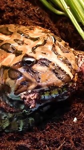 49K views · 1K reactions | Frog Eats Snake! Crazy! #reels #reptiles #snake #wildlifeaddicts #feedingtime #frog | Brian Barczyk | Facebook