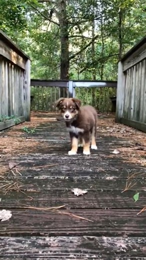 10 Week Old Australian Shepherd Puppy’s First Adventure on a Wooden Bridge! 🐶 #puppy #animals #dog