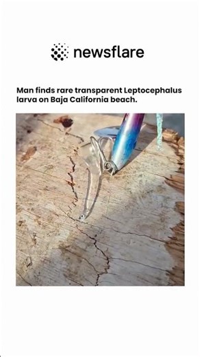 Transforming into juvenile glass eels. 😱