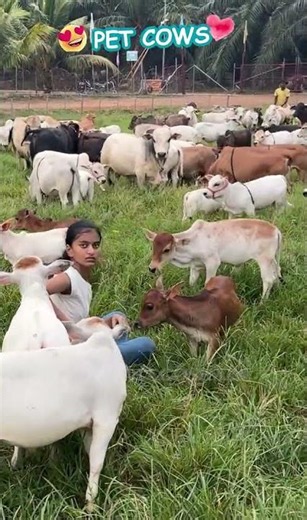 The Goshala Sprint: Morning Energy! 🐮❤️"😱 So Wholesome! #pet #cow #cute #wow