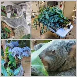 7K views · 376 reactions | Did you know koalas are very picky eaters?...