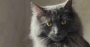 Cats know when you're talking to them, research says