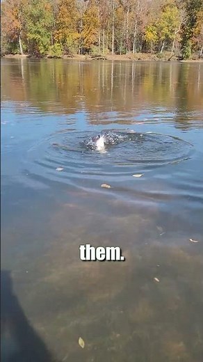 Why You Should Start Bobber Fishing w/ A Float Rig For TROPHY Fish: FATKAT Best River Catfish Rig