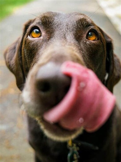 Can Dogs Eat Broccoli? - NewsBreak
