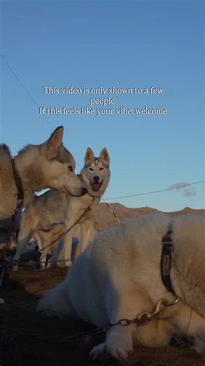 Welcome to us, a small dogsledding company in northern norway 🩷 — Dog | Husky | Siberian | Arctic | Scandinavia | Norway | Slow life | Dogsledding | Pirate Husky