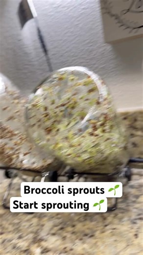 SPROUTING AT HOME/SPROUTING HEALTHY DINNER/LIVING FOOD🌱 #life #healthy #gut