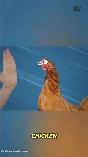 The Experiment That Cooked Chicken With Slaps. #documentary#usashorts#fyp