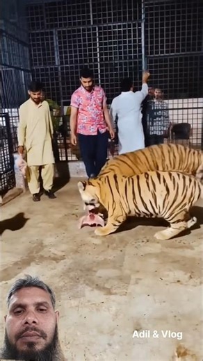 #tiger #youtube #viral #shortvideo #animals #music #duet #comedy #love #unfrezzmyaccount