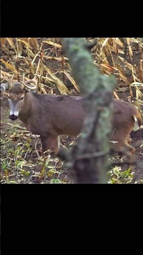 Big Buck Hunting Experience 2026#deerhunting #deerseason #bucks