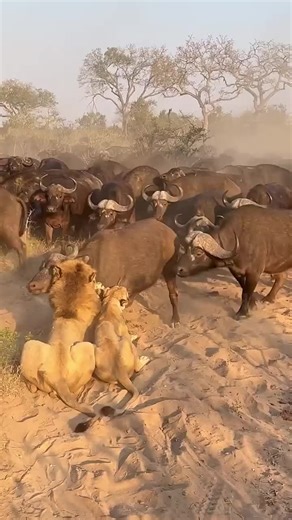 Hilarious Knockout Moments That Will Make You Laugh