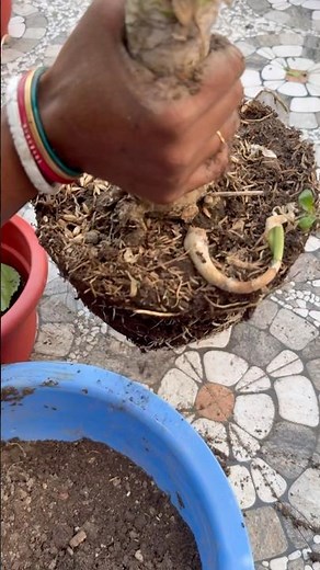 Repotting Plant with Root Cutting 🌿 | Give Your Plant a Fresh Start | Gardening Tips #repotting