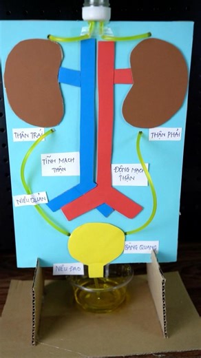 This Model Explains the Urinary System in 30s! #stemcong #diy #khoahoc #giaoduc #biology #shorts