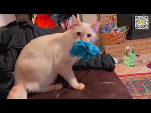 30 MINUTE 😭😂 FUNNY CAT FAILS Are TOO MUCH! 🤣😂 Cats Funny Videos