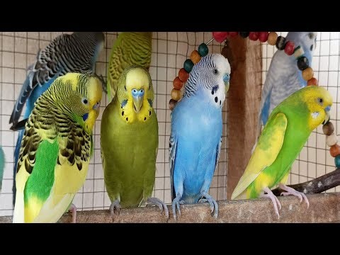 3 Hours of Joy A Compilation of Budgies Playing and Chirping for your sad Budgies and birds