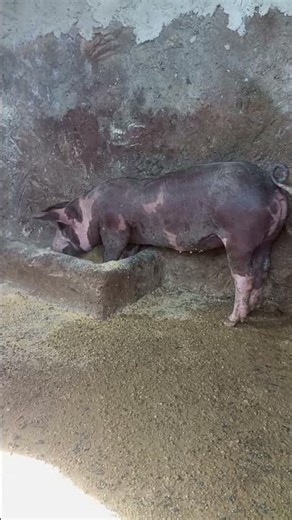 #suinoculturabr #animais