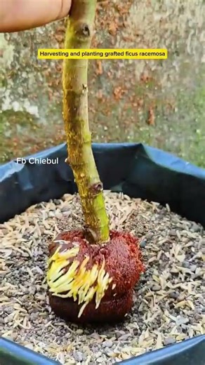 Air Layering Success: Propagating Ficus Racemosa