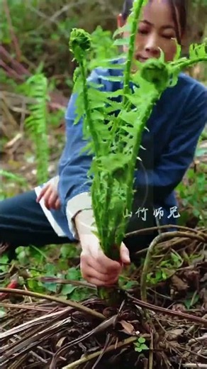 Foraging Wild Mountain Fern Fiddleheads! 🌿🧺🪵 #farmoratv #nature #asmr