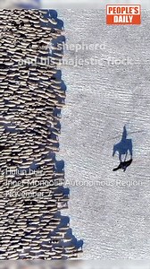 1K reactions · 52 shares | A shepherd tends to his flock of sheep in the snow, casting an imposing shadow that resembles a gallant general mounted on his horse, wielding a solitary sword. #TrendinginChina | Xi's Moments | Facebook