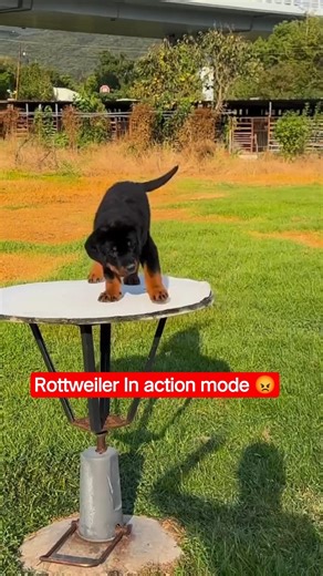 2 Month Old Rottweiler Puppy Playing 🐾🔥 #shorts #shortsfeed #trending #viral #cutepuppy #pets