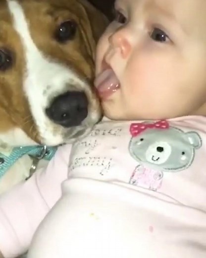 Cute Baby and Dog Lick each Other in the Mouth! #shorts (Playlist-Fun, Happy Videos)