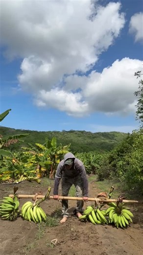 NAVIWOD CHAMPIONSHIP 🇪🇨 on Instagram: "Nos fallo la barra importada :( PERO LOS BUMPER SI AGUANTAN #crossfit #crossfitecuador #ecuador #fitness #fit"