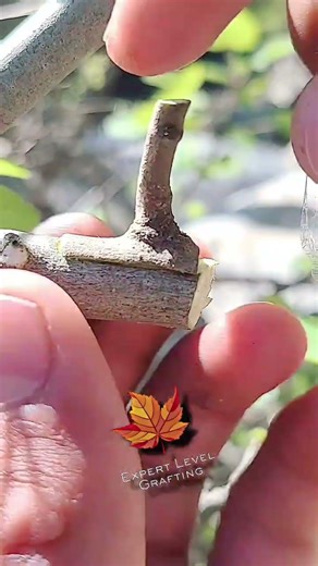 Grafting Fig tree in a unique process: grafting for best results#fruittreegrafting#graftingtools