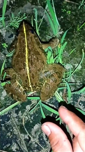 Funniest FROG Memes Ever!