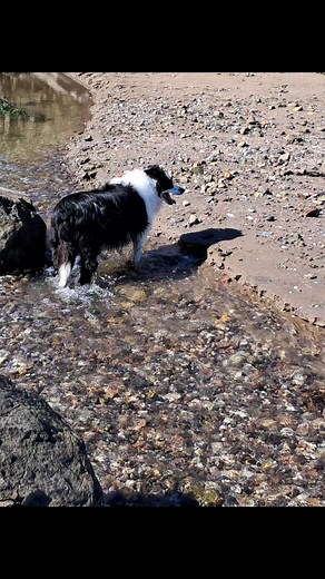 david allan (@david.allan33)’s videos with original sound - david allan