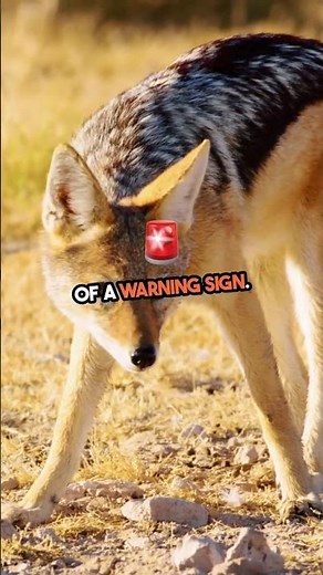 what the sign of coyote attack?
