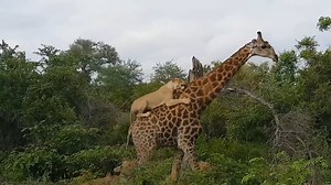 This giraffe humiliated six hungry lionesses. The scene was truly incredible. A giraffe was fighting for its life against a herd of huge cats. For anyone watching the situation, it was hard enough to explain, but what the giant long-necked giraffe managed to do is quite astonishing. Subscribe for more http://bit.ly/yt-thekiwi | The Kiwi