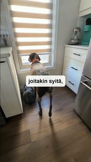 Kaikki yksinolo-ongelmat ei ole eroahdistusta #koira #yksinoloharjoittelu #koirankoulutus