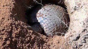 Four minutes of an armadillo digging a hole