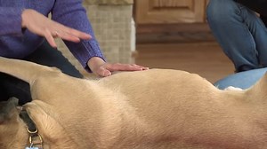 This is a great video showing the basics of how to give your loving dog a loving, attentive, therapeutic massage. This is a wonderful way to give back to your pet who so lovingly gives unconditionally to you. ❤ | Acupressure and Wellness