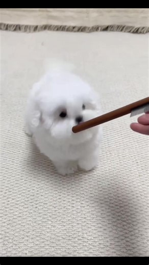 Caring for Your Bichon Frisé Puppy: Tips and Tricks