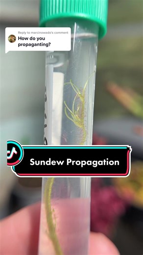Sundew Propagation Made Easy: Step-by-Step Guide