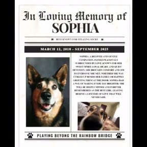 Pet Memorial Newspaper Template Canva Editable Dog Obituary Printable in Loving Memory Pet Loss Tribute - Etsy