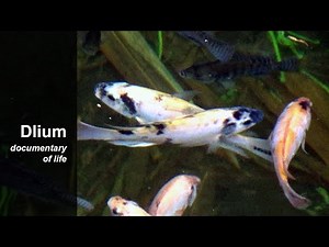 Common carp (Cyprinus carpio)