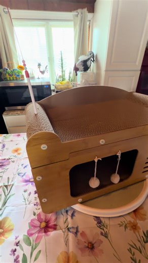 The Best Cat Scratcher and Bed for Happy Cats