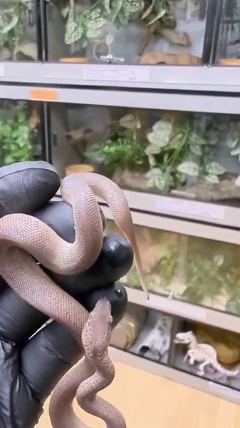 30 reactions · 6 comments | Granite flavoured cave dangler........