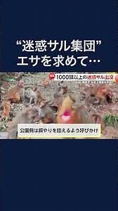 “サル軍団”エサ求めて市街地出没…コンビニや大学でやりたい放題の迷惑行為も 中国 #shorts