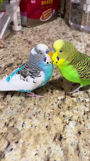 Beginner's Guide to Parakeets: Tips and Tricks for First-Time Owners