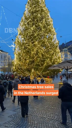 Christmas tree sales in the Netherlands jumped as soon as Sinterklaas left the country. The first Saturday after December 5 — traditionally the busiest day — saw even higher demand this year. According to the Dutch Christmas Tree Growers Association, sales are expected to rise by about 5%, with prices up 3–4% due to inflation. It was also a strong growing year: timely rainfall produced fuller trees with longer needles. Half of the trees sold are Dutch-grown, while most Nordmann firs still come f