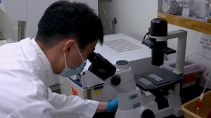 Ex Vivo Organoid Model of Adenovirus-Cre Mediated Gene Deletions in Mouse Urothelial Cells