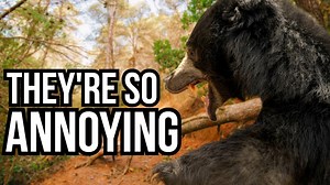 Why some animals survive by being impossible to deal with