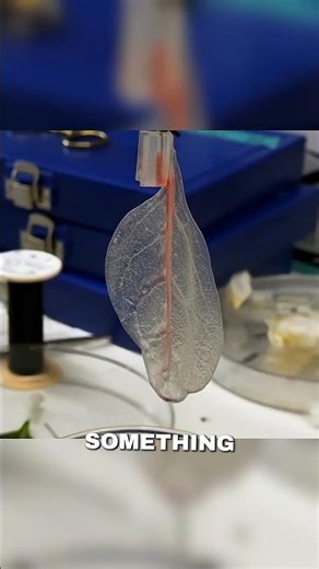 The spinach leaf that could help replace human heart