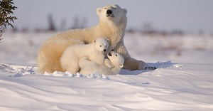 What Color Are Polar Bears, Actually?